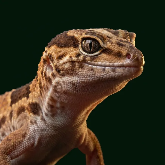 African fat-tailed gecko portrait