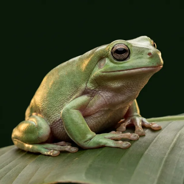 White's tree frog portrait