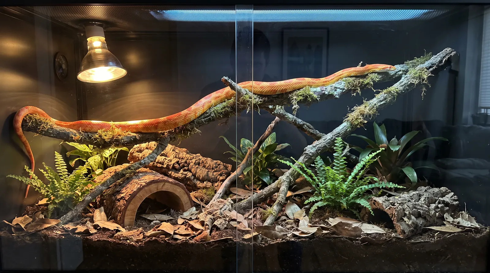 A finished corn snake enclosure